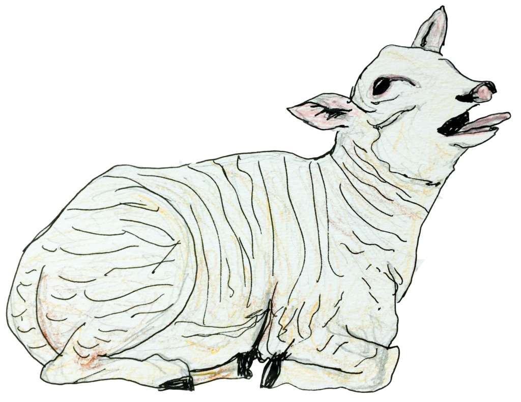 ink and colored pencil drawing of a white lamb sitting down with its mouth open as it bleats