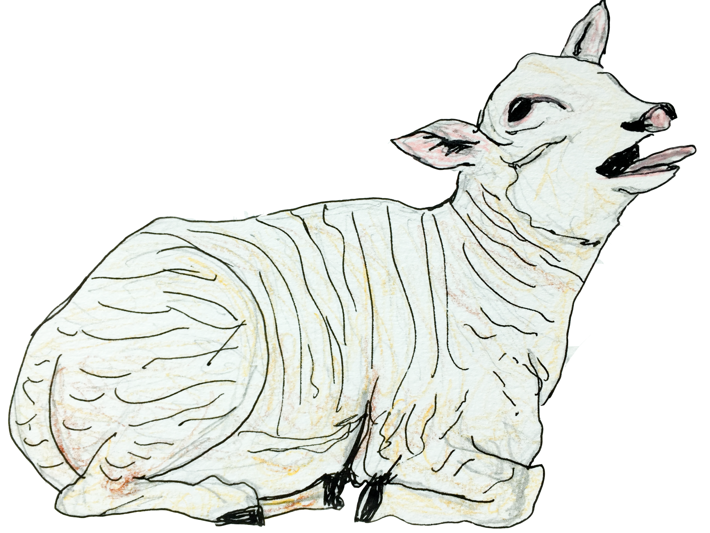 ink and colored pencil drawing of a white lamb sitting down with its mouth open as it bleats